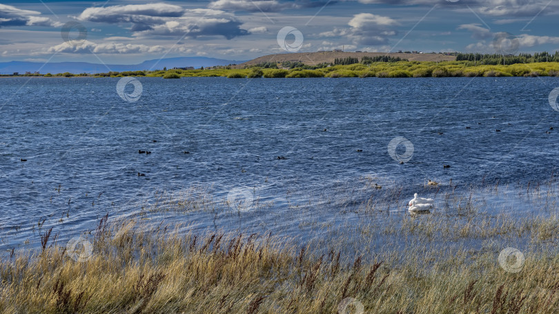 Скачать Пара красивых белых уток плавает в голубом озере. фотосток Ozero