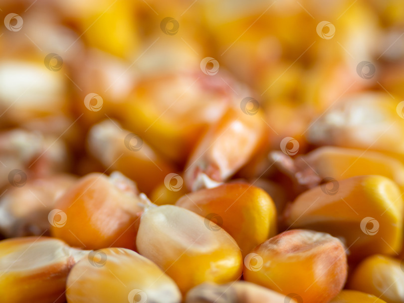 Скачать Макрофотография семян кукурузы (маиса) с небольшой глубиной резкости. Натуральный пищевой фон. Крупный план Золотистых Кукурузных Зерен.  Здоровое питание фотосток Ozero