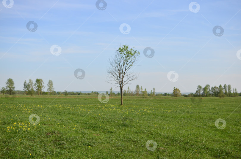 Скачать Одинокое дерево фотосток Ozero