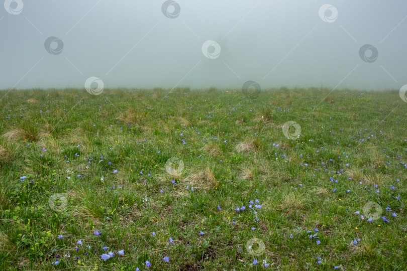 Скачать Альпийские луга фотосток Ozero