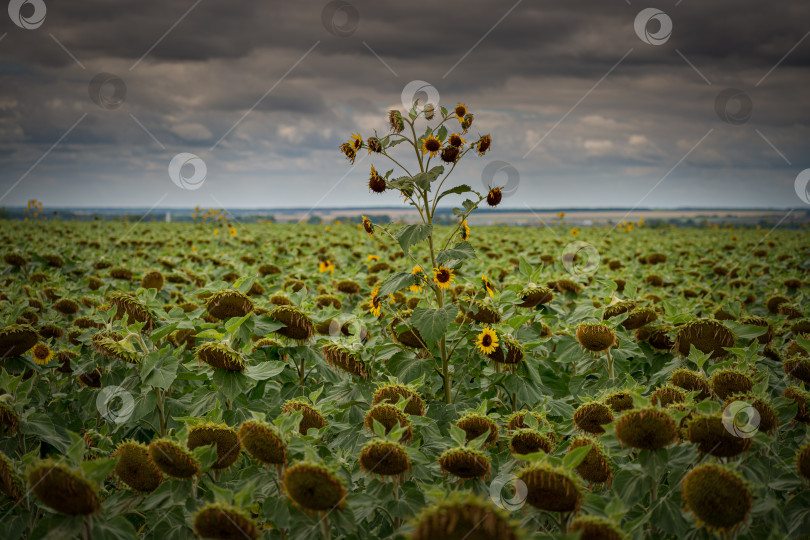 Скачать Поле подсолнухов фотосток Ozero