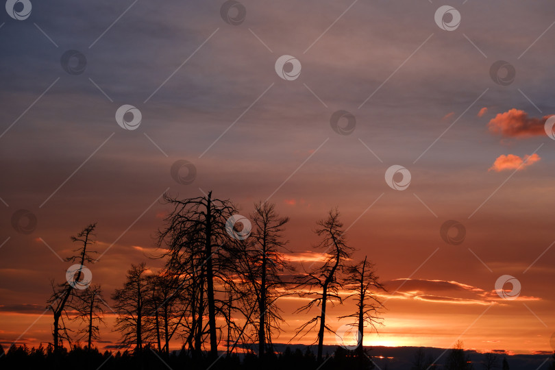 Скачать силуэты старых деревьев на фоне неба и заката фотосток Ozero