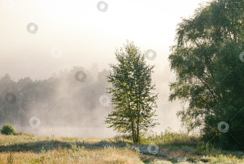 Скачать деревья на фоне тумана солнечным летним утром фотосток Ozero