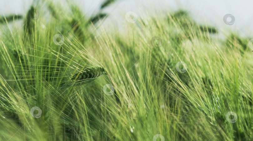 Скачать Вид на поле с выращенным зерном фотосток Ozero