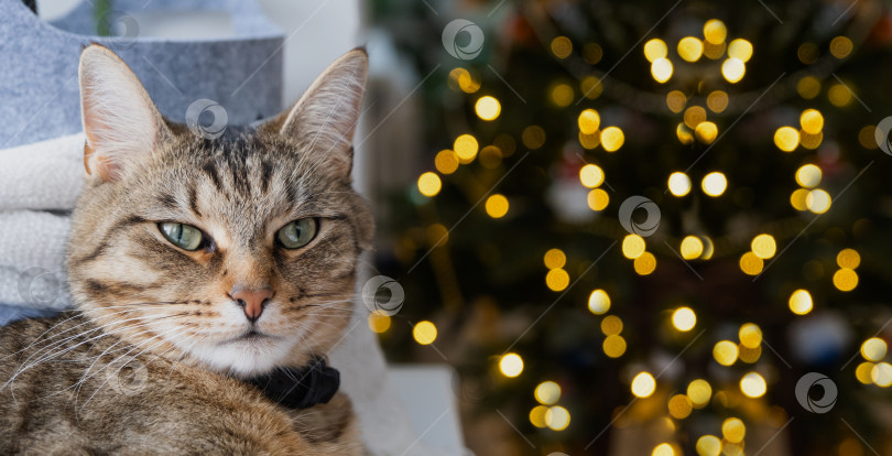 Скачать Кот лежит на подоконнике в сказочных огнях гирлянды. Рождество, Новый год. Кошка крупным планом фотосток Ozero