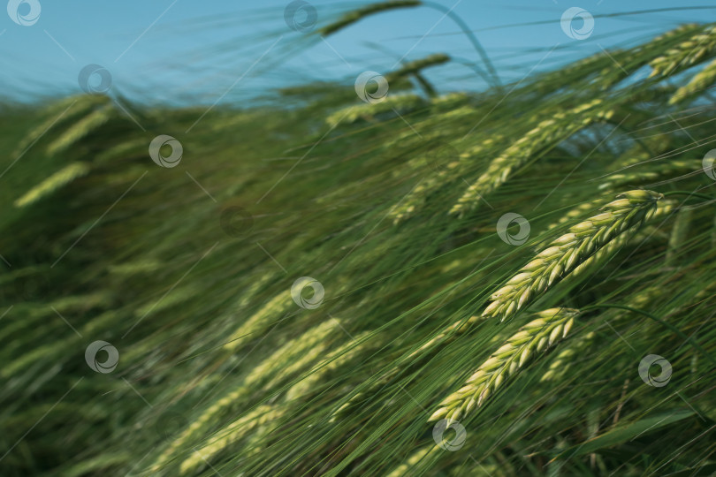 Скачать Зеленые колосья пшеницы фотосток Ozero
