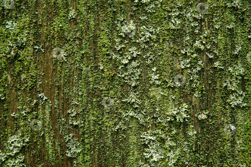 Скачать старая деревянная стена, покрытая плесенью, мхом и лишайниками фотосток Ozero