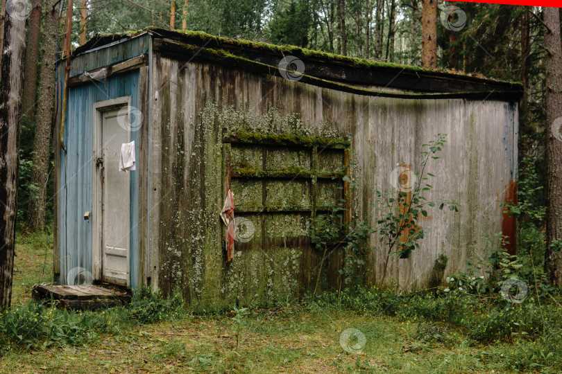 Скачать старый сарай в лесу, покрытый мхом и лишайниками фотосток Ozero