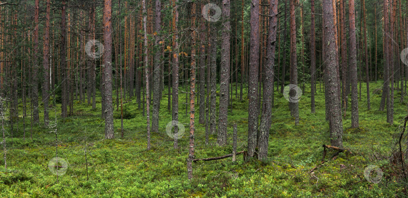 Скачать природный ландшафт, сосновый бореальный лес с моховым подлеском, хвойная тайга фотосток Ozero