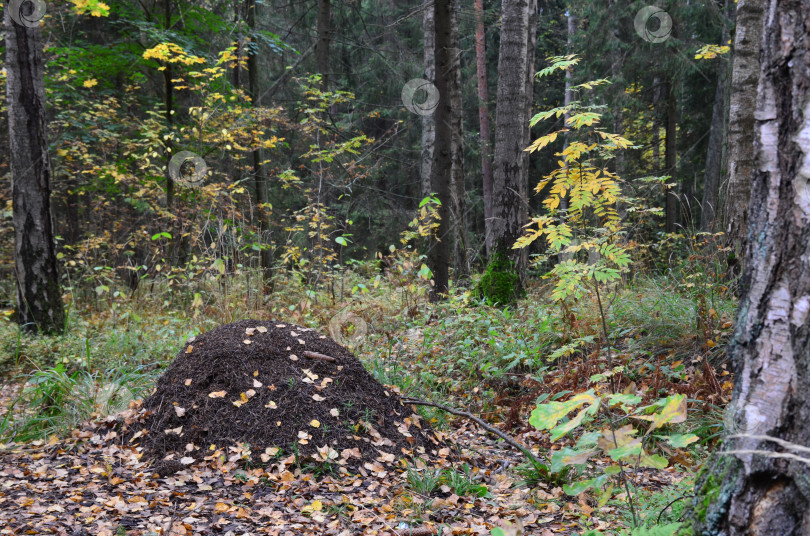 Скачать Большой муравейник в осеннем лесу фотосток Ozero