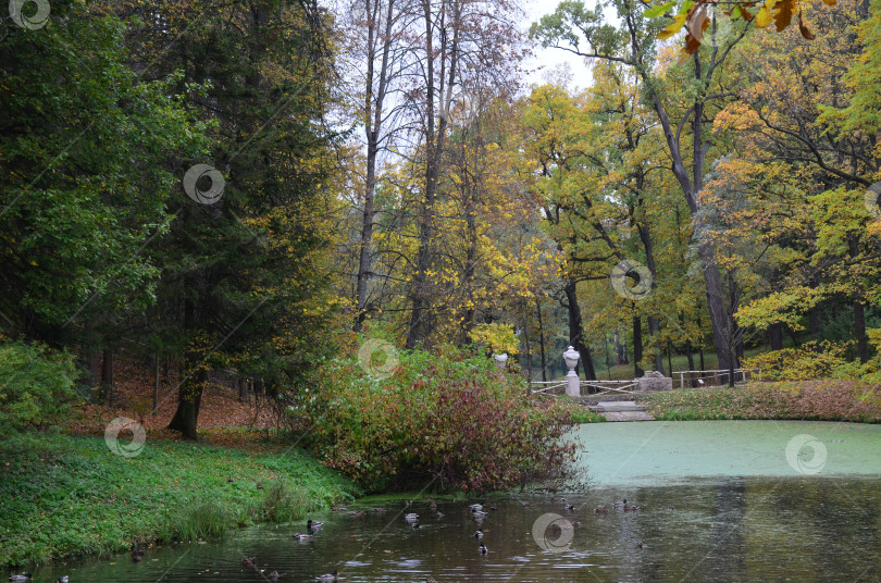 Павловский парк осенью (72 фото)