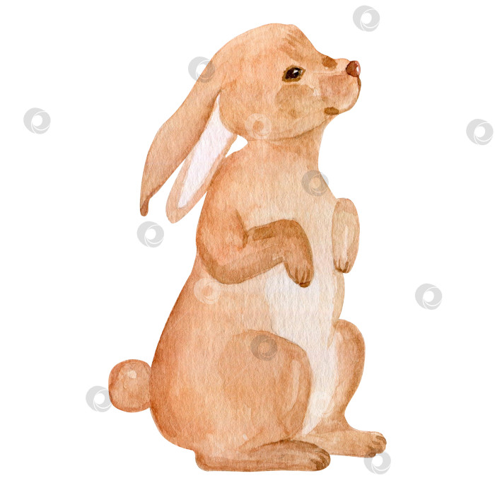 Скачать Акварельная иллюстрация с изображением кролика. Изолированный рисунок пасхального кролика на белом фоне. Реалистичный рисунок зайца, акварельная иллюстрация. фотосток Ozero
