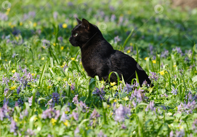 Скачать Черный зеленоглазый кот фотосток Ozero