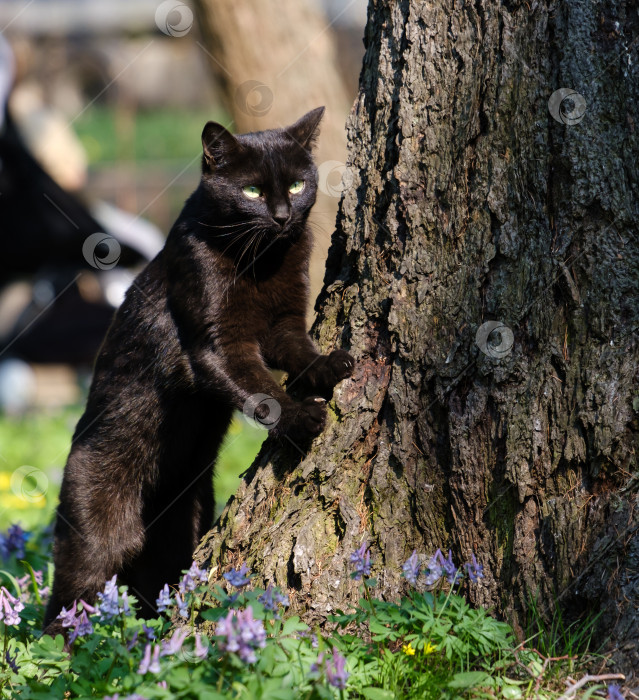 Скачать Черная кошка возле дерева фотосток Ozero