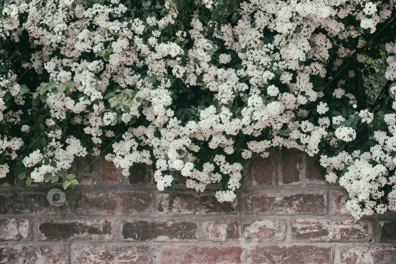 Скачать Белые цветы на кусте и стене фотосток Ozero