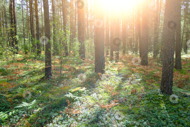 Скачать прекрасный сосновый лес и солнце фотосток Ozero