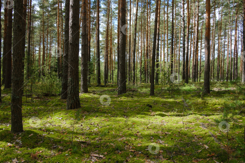 Скачать красивый сосновый лес летом фотосток Ozero