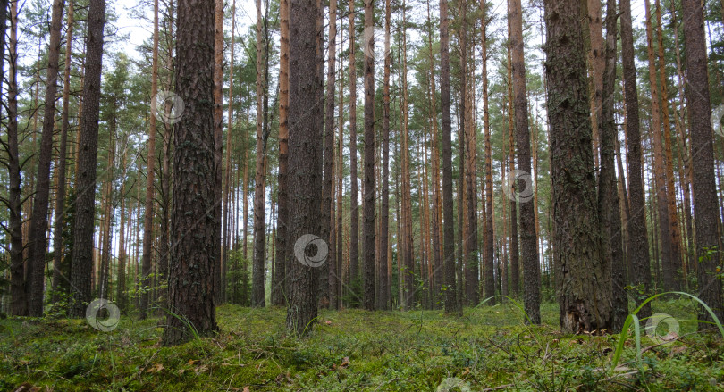 Скачать красивый сосновый лес со мхом фотосток Ozero