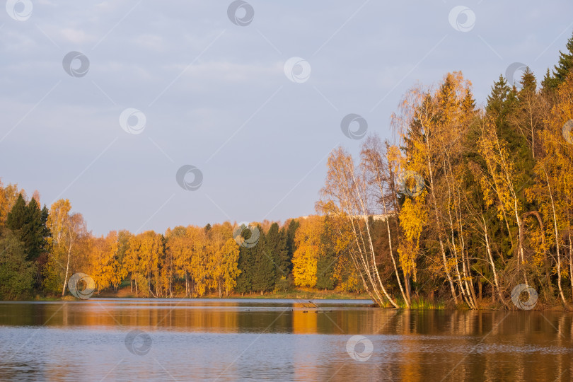 Скачать осенний лес на берегу озера фотосток Ozero