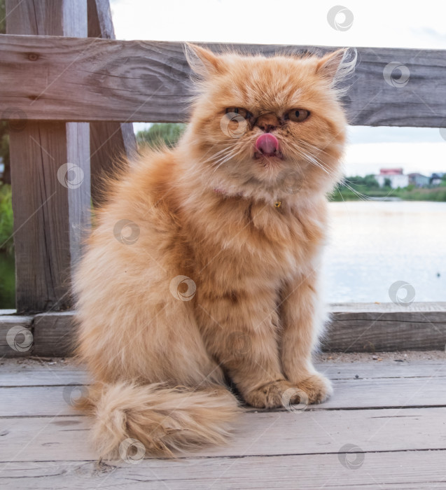 Скачать кот сидит на деревянном мосту фотосток Ozero