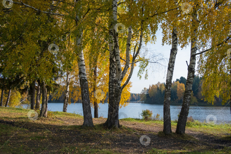 Скачать озеро в лесу осенним днем фотосток Ozero