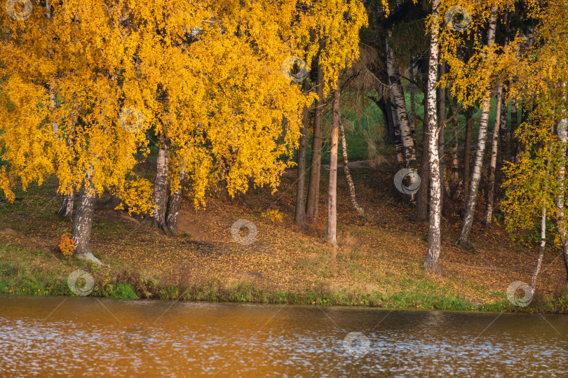 Скачать осенний лес на берегу озера фотосток Ozero