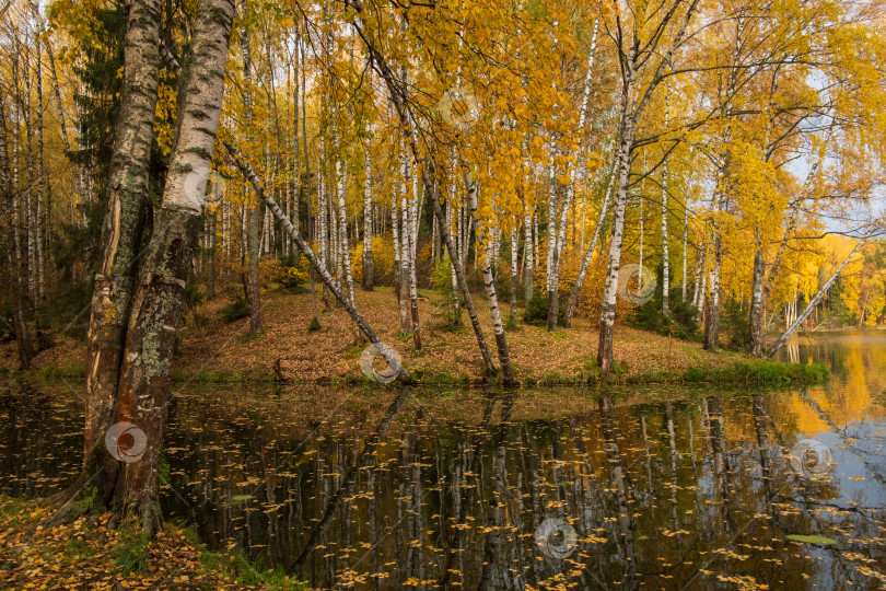 Скачать березовая роща солнечным осенним утром фотосток Ozero