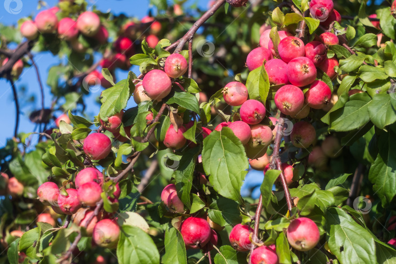 Скачать красные яблоки на ветке яблони фотосток Ozero