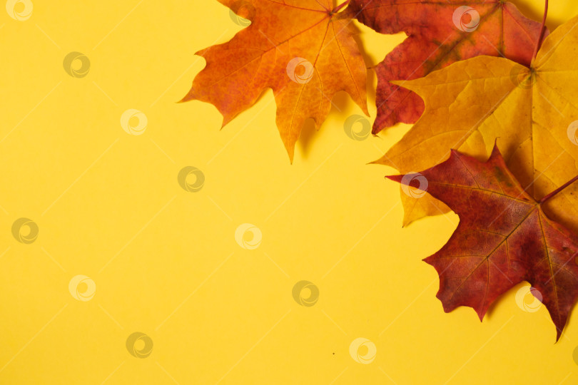 Скачать осенние кленовые листья на желтом фоне фотосток Ozero