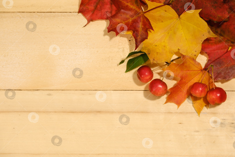 Скачать кленовые листья и красные яблоки на деревянном столе фотосток Ozero