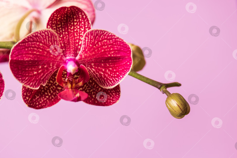 Скачать цветущая пурпурная орхидея на сиреневом фоне фотосток Ozero