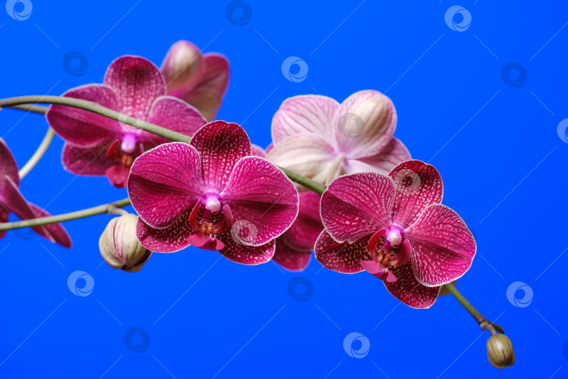Скачать цветущая фиолетовая орхидея на синем фоне фотосток Ozero