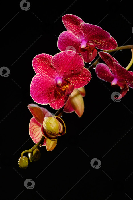 Скачать Красивая красная орхидея на черном фотосток Ozero