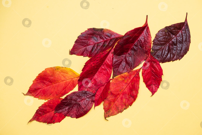 Скачать опавшие осенние ярко-красные листья на желтом фоне фотосток Ozero
