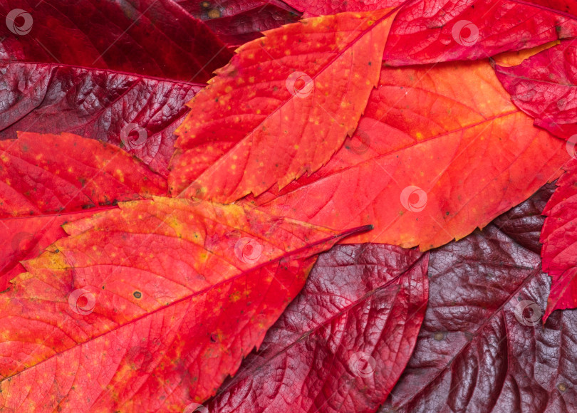 Скачать опавшие осенние ярко-красные листья крупным планом фотосток Ozero