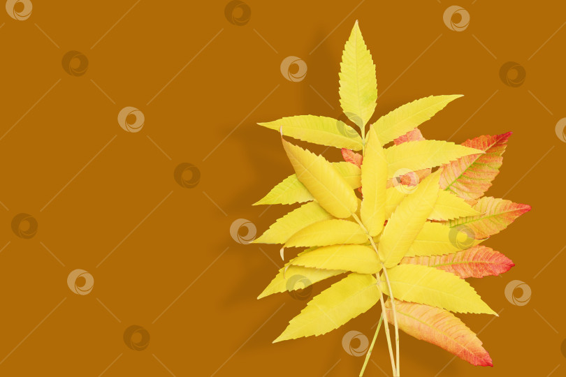 Скачать Фоновое изображение с осенними цветными листьями фотосток Ozero