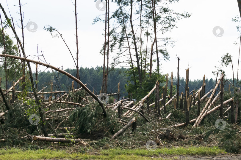 Скачать Сильно поломанные деревья после урагана фотосток Ozero