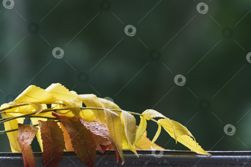 Скачать Фоновое изображение с осенними цветными листьями фотосток Ozero