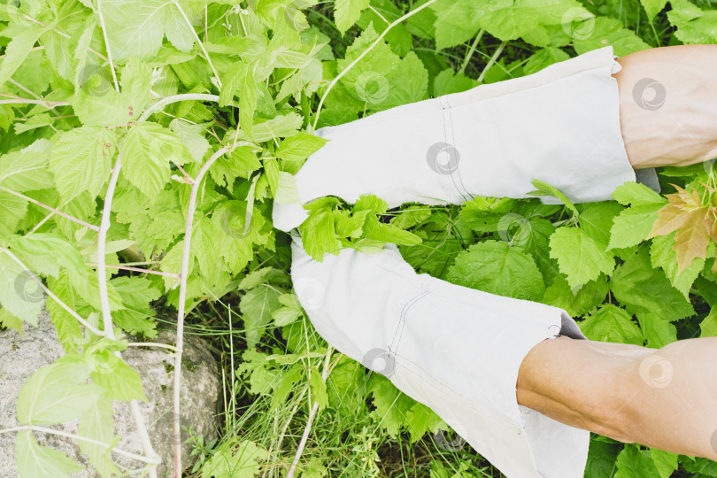 Скачать Садовник в перчатках работает с растениями с шипами фотосток Ozero
