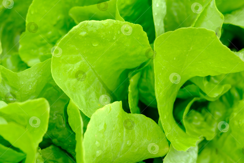 Скачать листья зеленого салата крупным планом фотосток Ozero