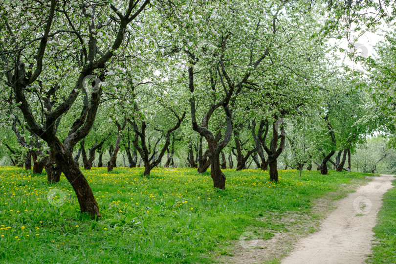 Скачать дорожка в парке среди цветущих яблонь весной фотосток Ozero