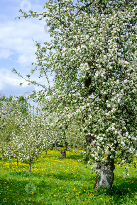 Скачать цветущие яблони в саду на зеленой траве фотосток Ozero