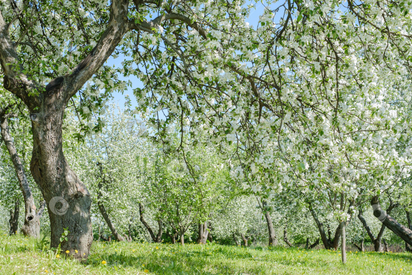 Скачать цветущие яблони в саду на зеленой траве фотосток Ozero