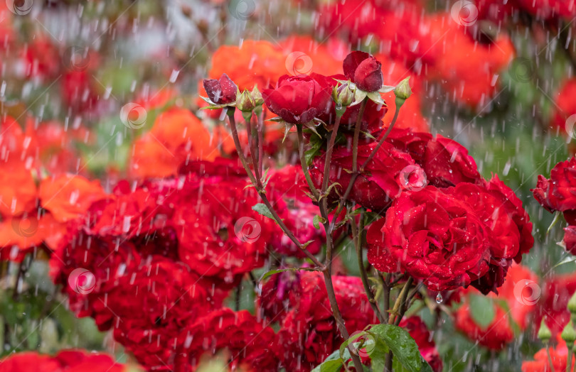 Скачать цветущие розы красного цвета крупным планом под дождем фотосток Ozero