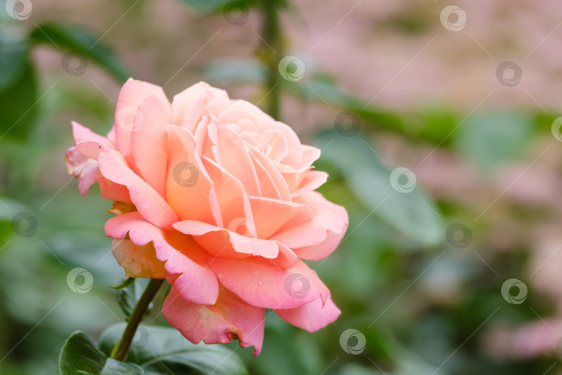 Скачать цветущая роза кораллового цвета крупным планом на размытом фоне фотосток Ozero