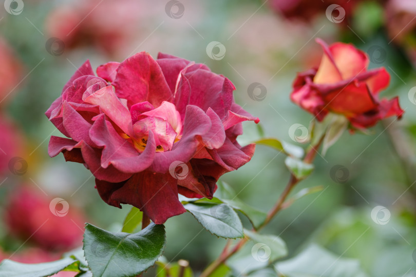 Скачать цветущие красно-коричневые розы крупным планом на зеленом размытом фоне фотосток Ozero