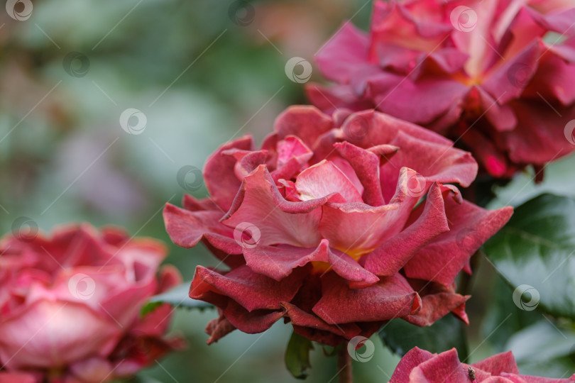 Скачать цветущие красно-коричневые розы крупным планом на зеленом размытом фоне фотосток Ozero