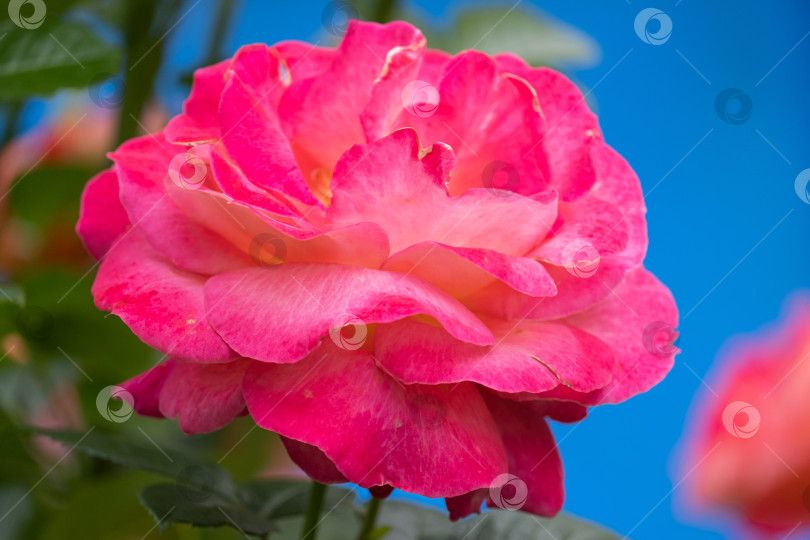Скачать цветущая розовая роза крупным планом на голубом размытом фоне фотосток Ozero
