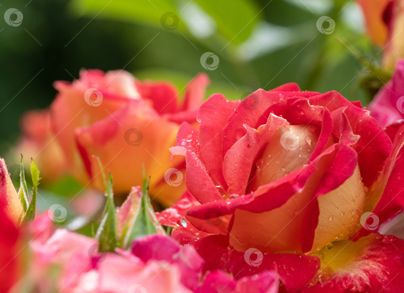 Скачать цветущая желто-красная роза с каплями воды на размытом фоне фотосток Ozero