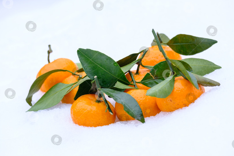 Скачать маленькие спелые мандарины с зелеными листьями на снегу фотосток Ozero